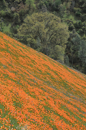 Oak and Poppies