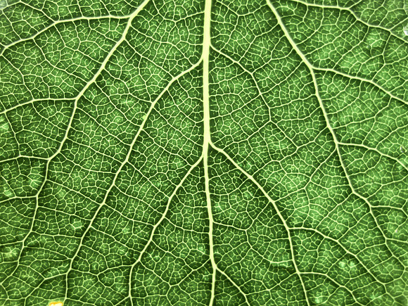 Macro Aspen