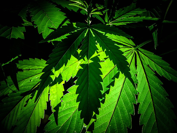 Medicinal Harvest