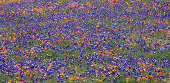 Lupine Overload