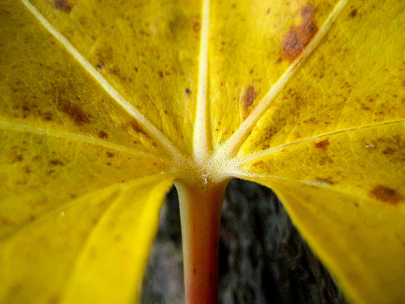 Umpqua Leaf Study