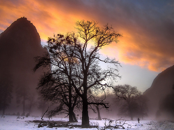 Cathedral Rock and Oak at Sunset