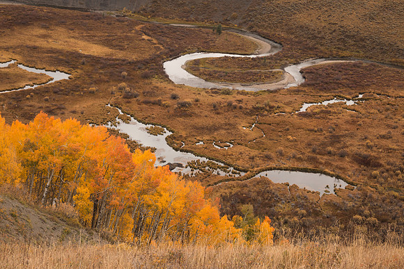 Autumn Meander