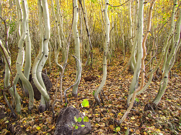 Juvenile Quaking Aspen