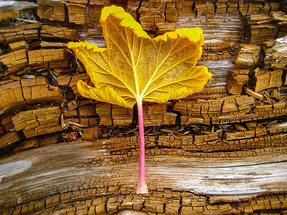 Maple and Decomposing Wood