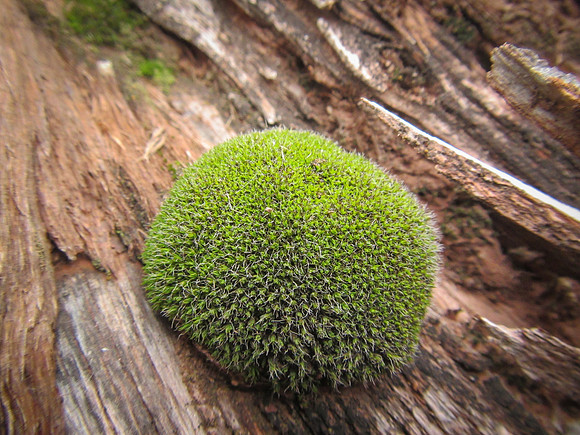 Moss With Personaity