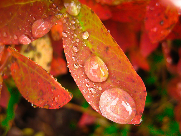 Fall Dew