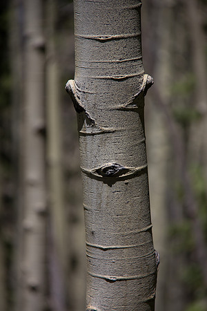 The Angry Aspen