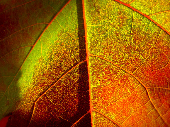 Rainbow Leaf Study