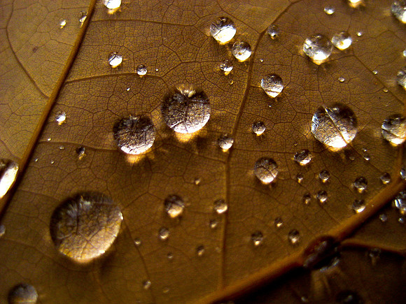 Dew on Dead Leaf