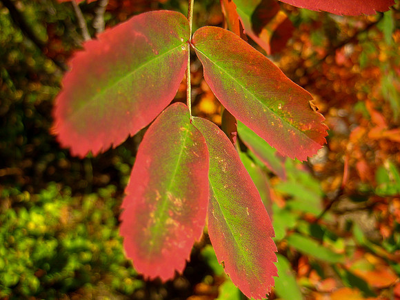 Flames of Autumn