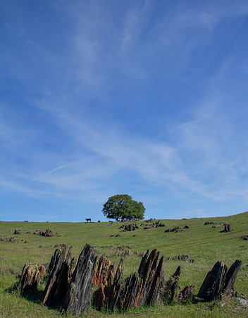 Mariposa Gravestones and Oak