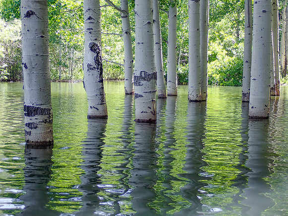Flooded Aspens 1