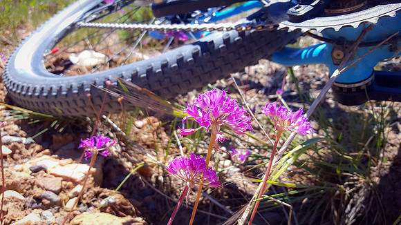 Wild Onion Flowers and Mountain Bike