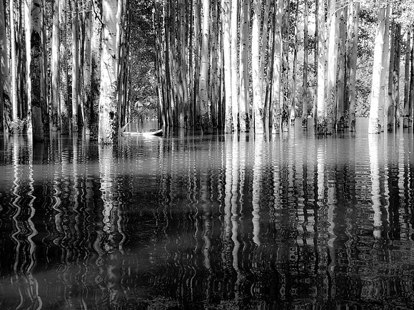Paddling the Aspen Grove Monochrome