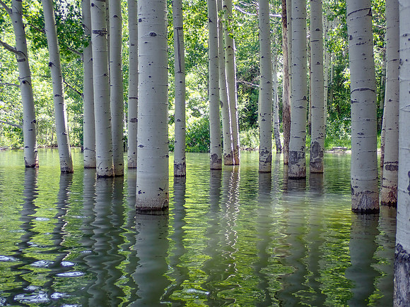 Flooded Aspens 2
