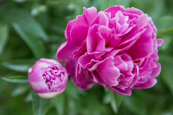 Peony Power