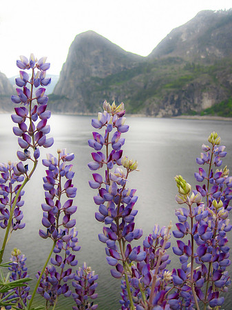 Lupine Portrait above Hetch Hetchy