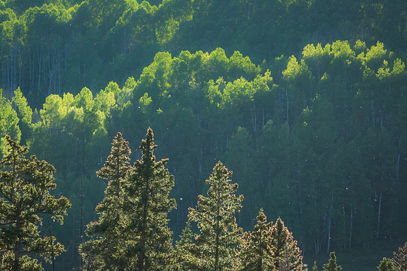 Forest's Last Light