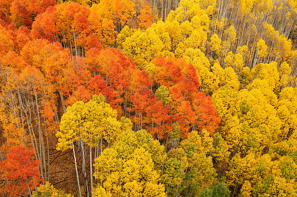 Fires of Fall