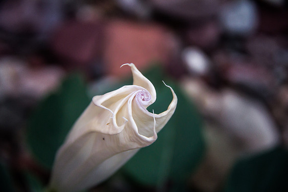 Sacred. Datura.