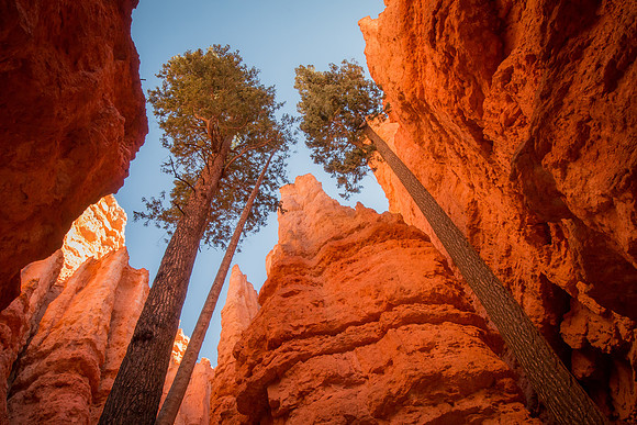 The Dance of the Canyon Dwellers