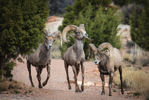 Three Bighorn Amigos
