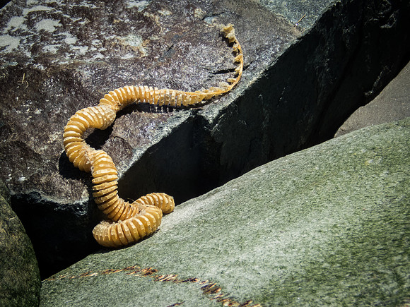 Sea Serpent
