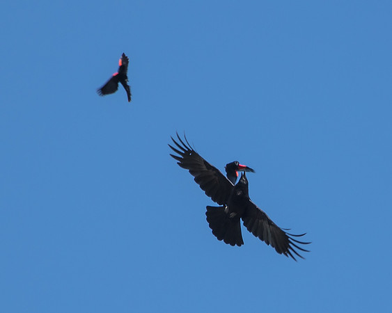 Fight and Flight