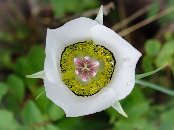 Mariposa Lily Symmetry