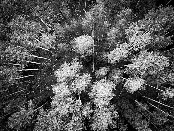 Pick Up Sticks: Forest