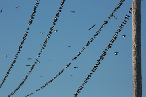 *Many* Birds: On a Wire