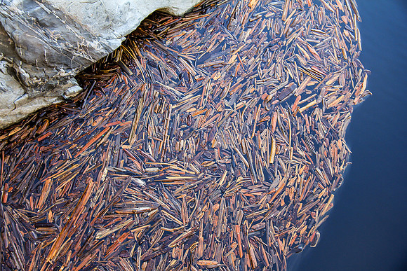 Driftwood in Hetch Hetchy