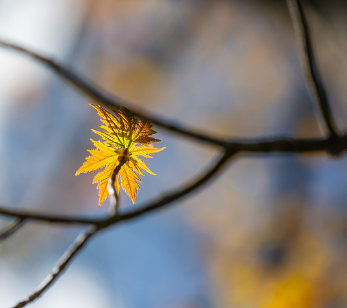Spring Tree Detail