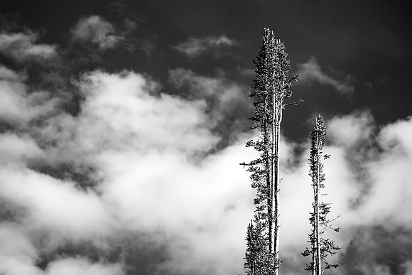Skyward Treetops