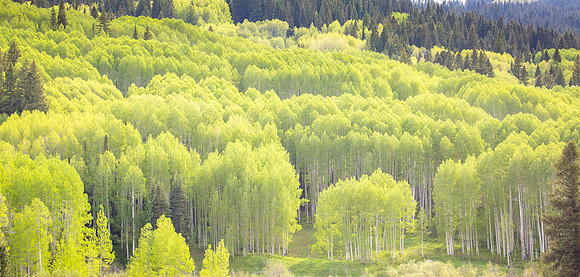 Emerald Aspens