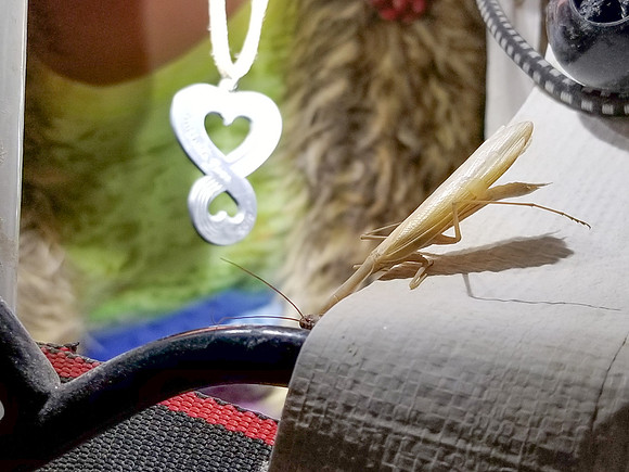 Camp Visitor