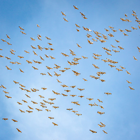 Sandhill Crane Cacophany