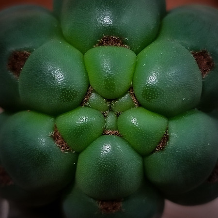 Shamanic Symmetry