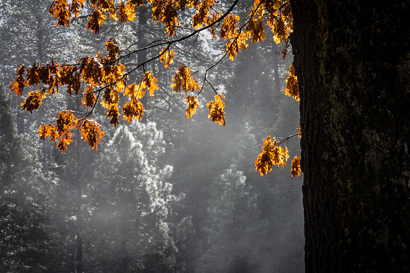 Leaf me Alone