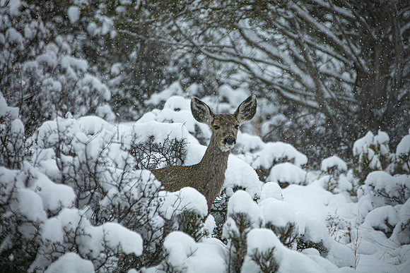 Curiosity in the Cold