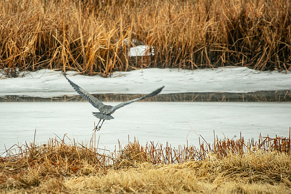 Grest Blue Heron: Liftoff