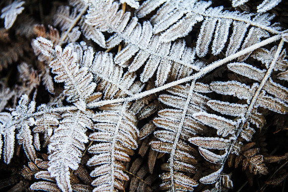 Frosty Ferns