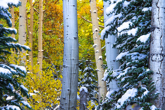 White. Gold.