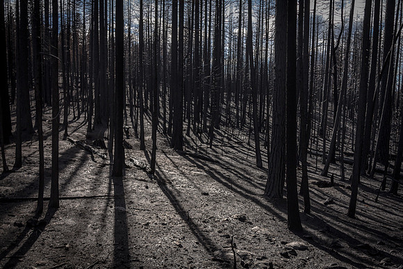 Rim Fire Remnants