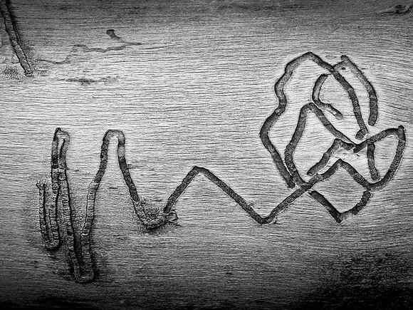 Wood. Insect. Art.