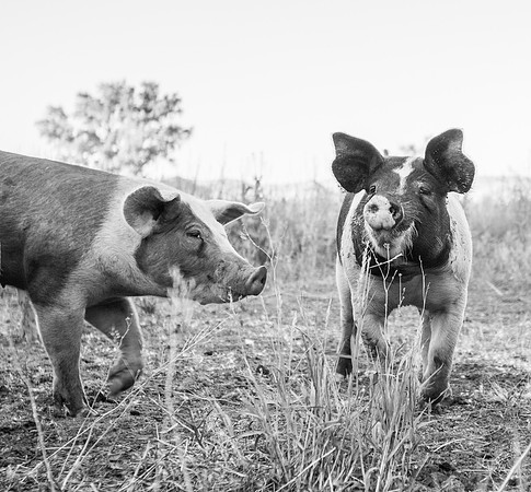 Colorado Pastured Pork #2