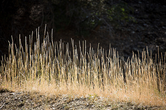 Illuminated Grass