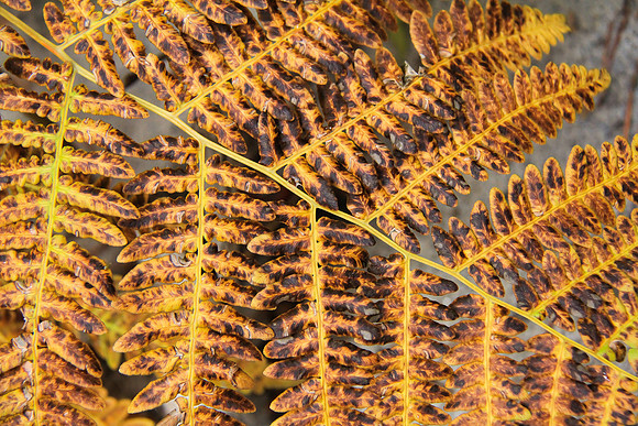 Bracken Breakdown