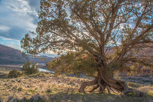 Standing Utah Juniper